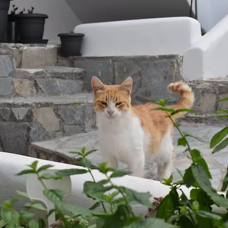 Zacharakis Апарт-отель