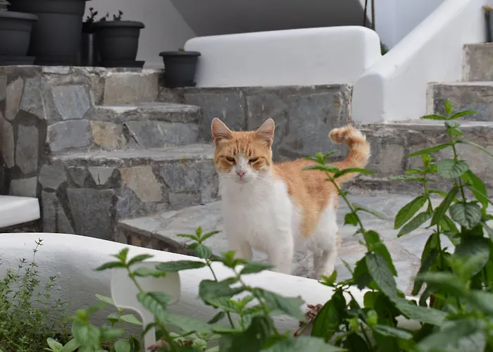 Zacharakis Aparthotel